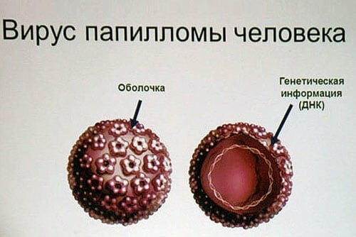 Строение папилломавируса